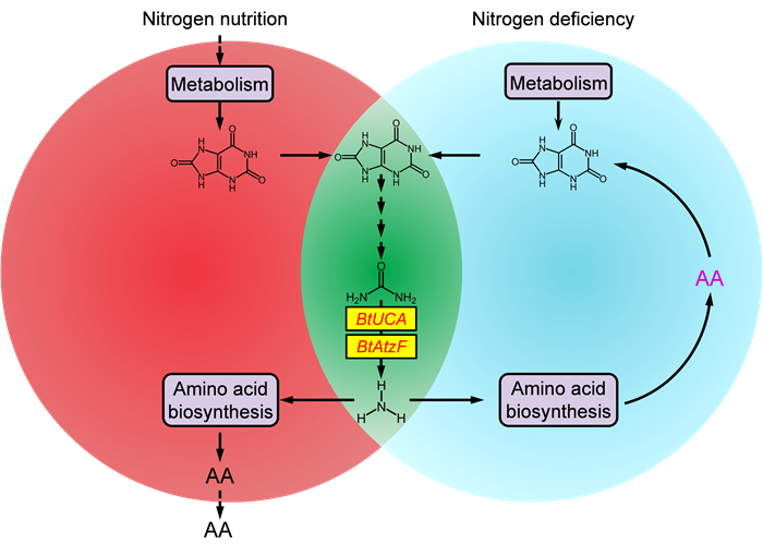 nitrogenous waste.png