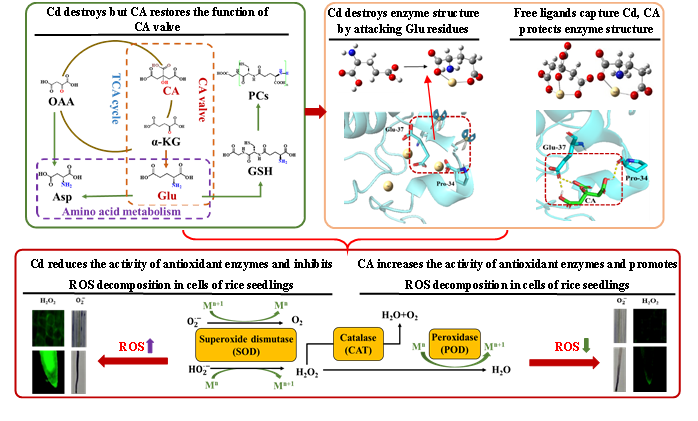 研究揭示柠檬酸缓解镉诱导水稻细胞氧自