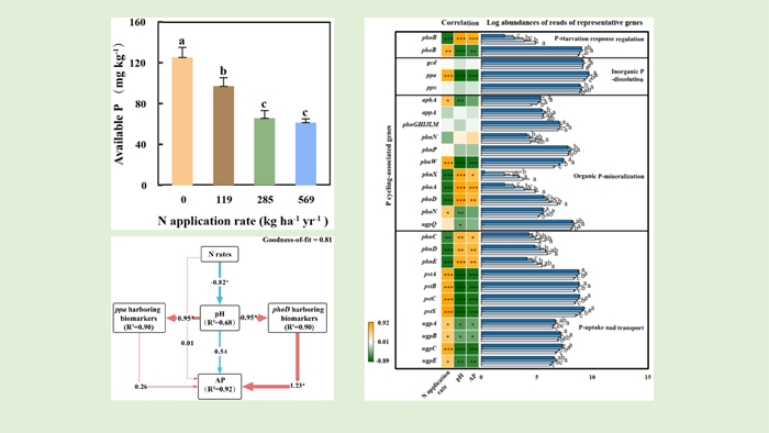氮肥施用对茶园土壤磷有效性及相关功能基因丰度的影响.jpg