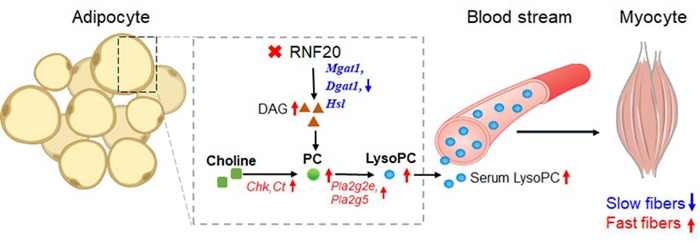 图 RNF20促进猪快肌纤维形成的分子机制.jpg