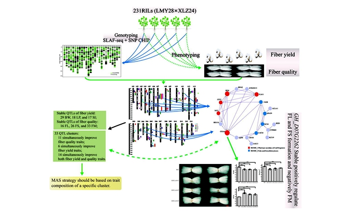 研究发现调控棉花产量和纤维品质的关键