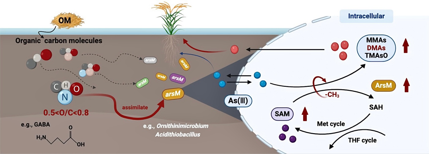 研究揭示稻田土壤有机碳分子调控砷甲基转化机制