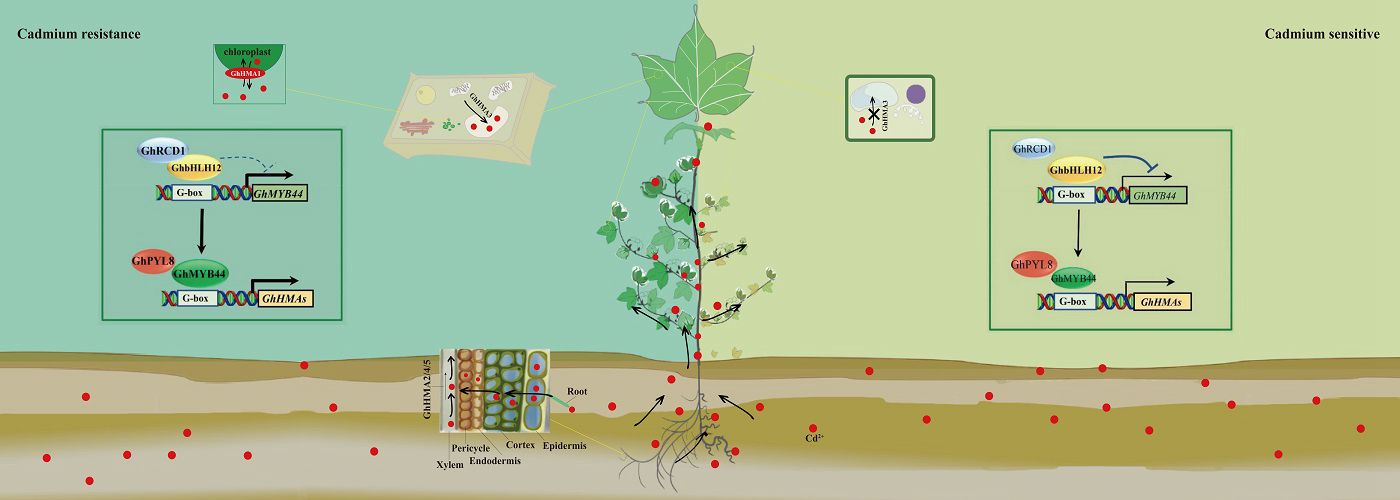 棉花通过关键基因修复土壤镉污染