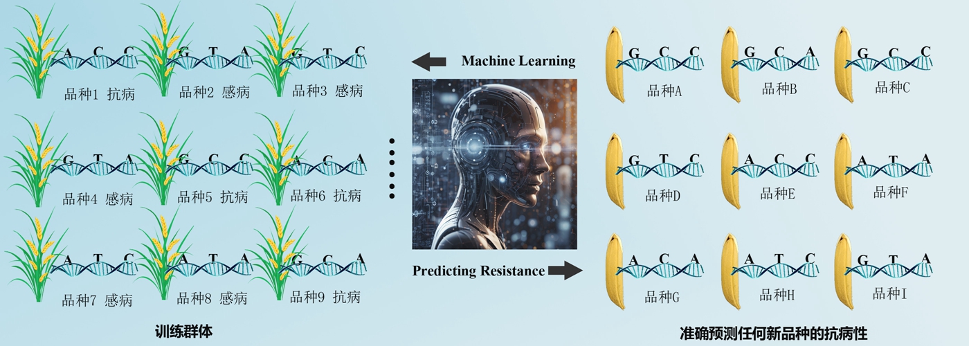 机器学习方法可精准预测作物抗病性