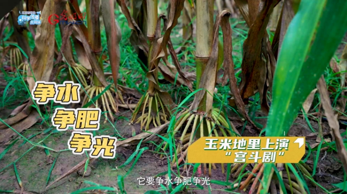 科学“新”声丨玉米 “内卷” 之路:密植技术促丰收 1c697af6e2f728604e4701.jpg