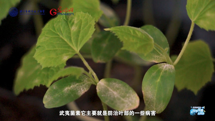 科学“新”声丨“植”此青绿,“保”卫丰收 88aedd1c8508285def9f12.jpg